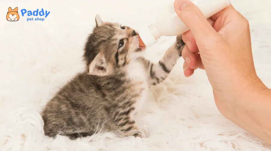 Mèo con đang uống sữa từ bình