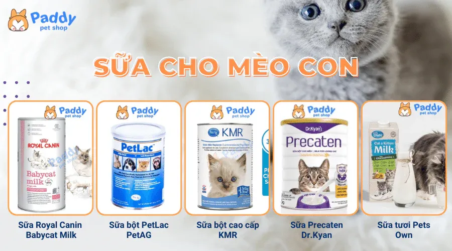 Các loại sữa bột cho mèo con