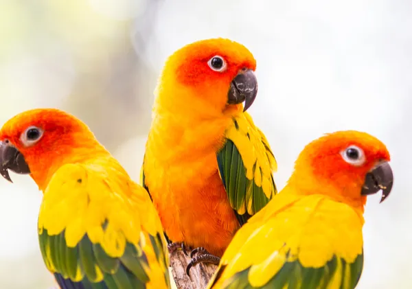 Vẹt Sun Conure
