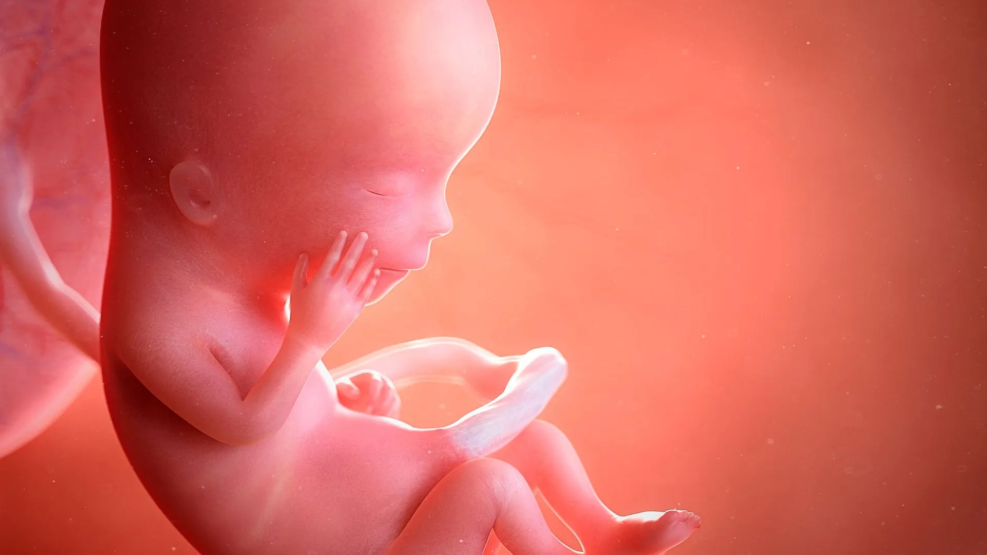 Thai nhi suy dinh dưỡng và các cấp độ ảnh hưởng đến sự phát triển trong tử cung.