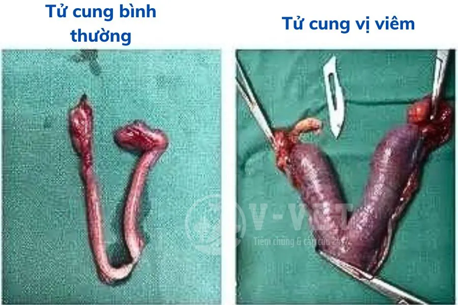 Hình ảnh minh chứng cho những biến chứng nguy hiểm mà mèo phải chịu đựng do sử dụng thuốc tránh thai sai cách