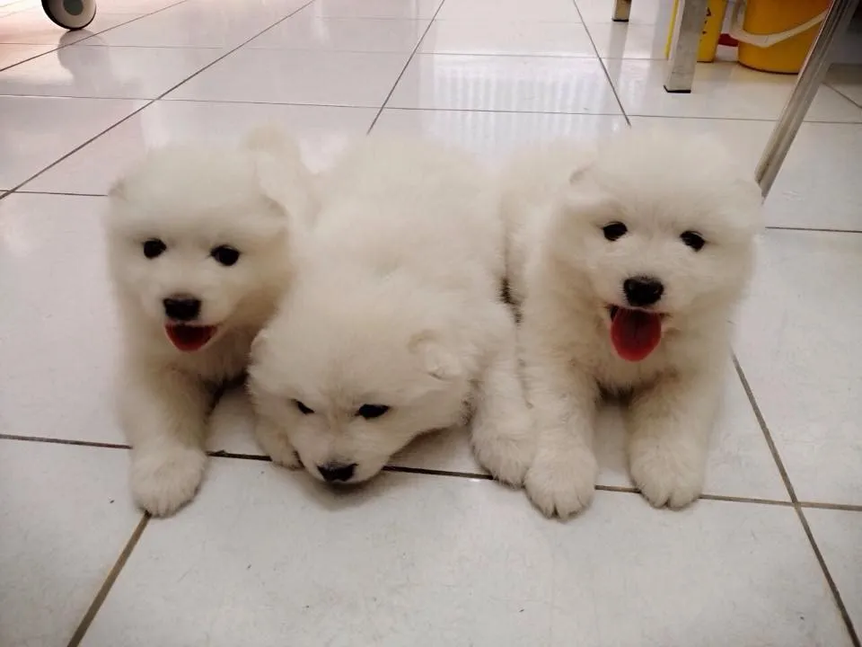 Cách cho chó uống thuốc tẩy giun