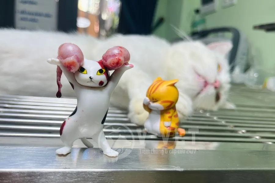 Thủ thuật thiến mèo đực diễn ra nhanh chóng với sự hỗ trợ của trang thiết bị gây mê hiện đại