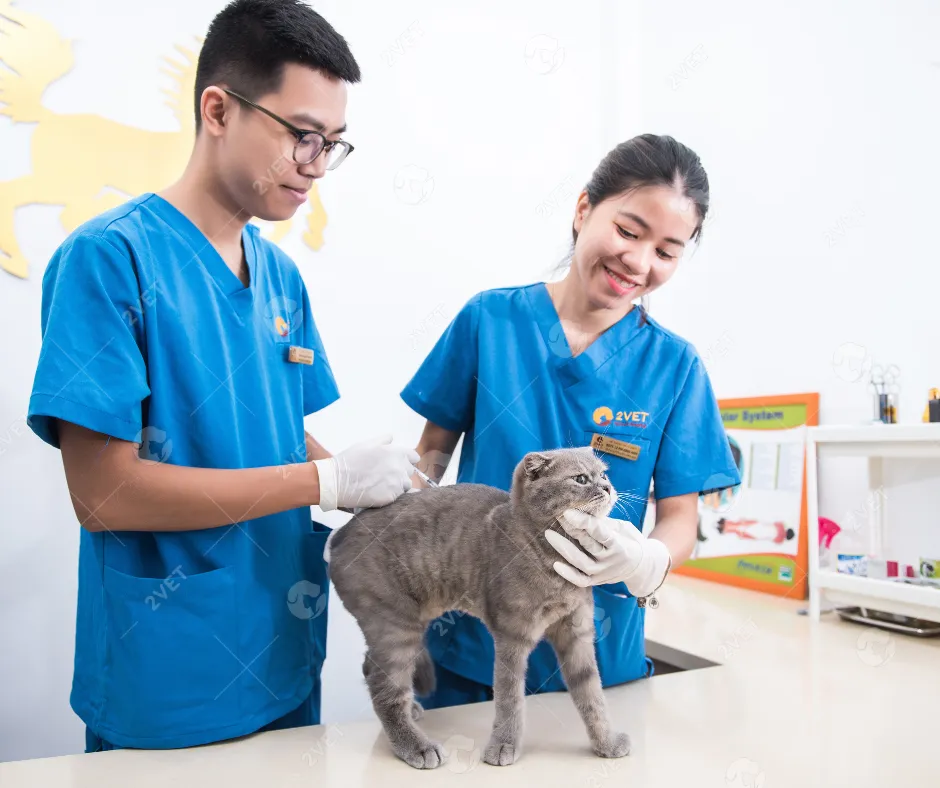 Mèo con khỏe mạnh sau khi hoàn thành các mũi tiêm trong lịch trình định kỳ