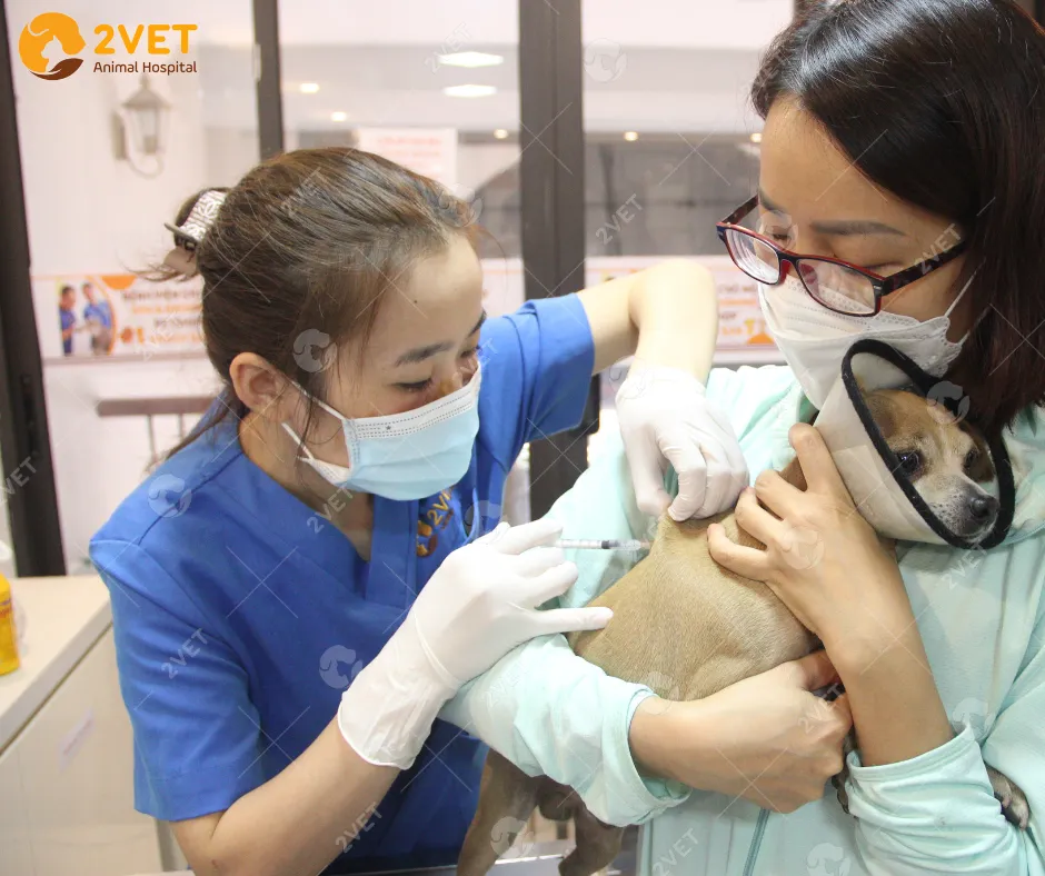 Bác sĩ thú y đang thực hiện kiểm tra sức khỏe tổng quát trước khi tiêm chủng