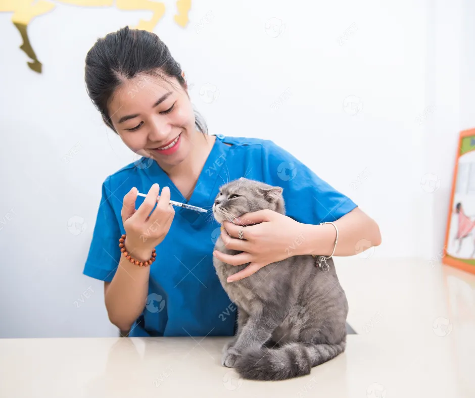 Các loại vaccine phổ biến được sử dụng trong lộ trình chăm sóc sức khỏe mèo