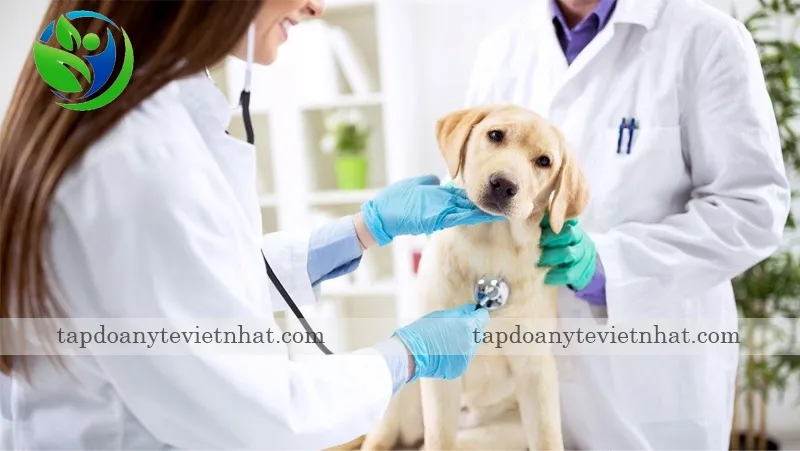 thời điểm triệt sản mỗi giống chó khác nhau