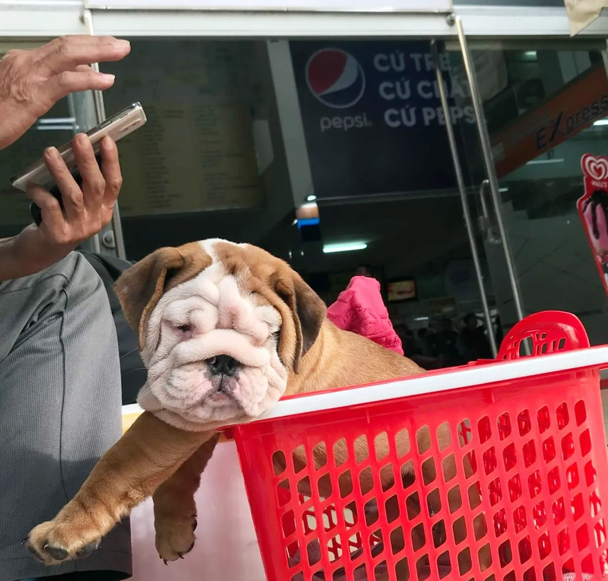 Thú cưng được chủ nuôi bế đi dạo tại khuôn viên một chung cư cao cấp ở trung tâm thành phố