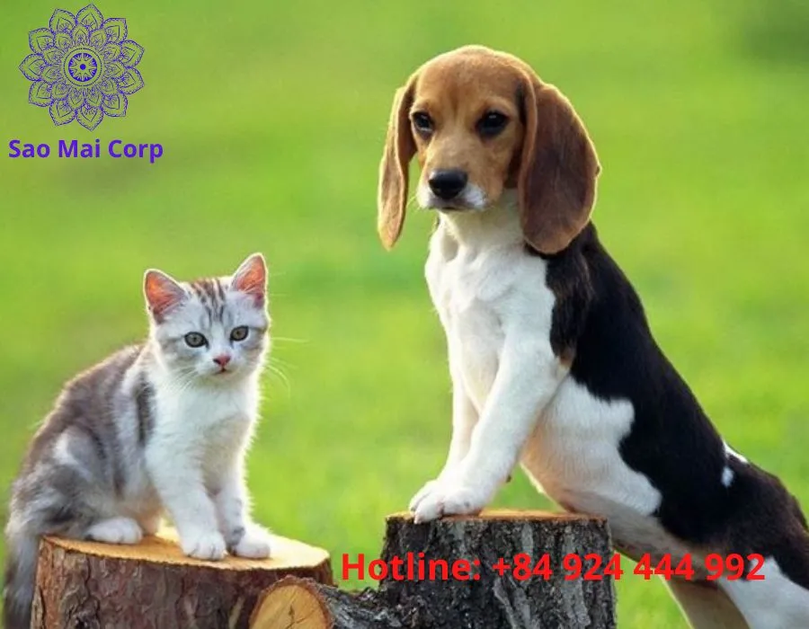 Hồ sơ kiểm dịch và sổ tiêm chủng là giấy tờ bắt buộc khi nhập cảnh chó mèo vào Việt Nam