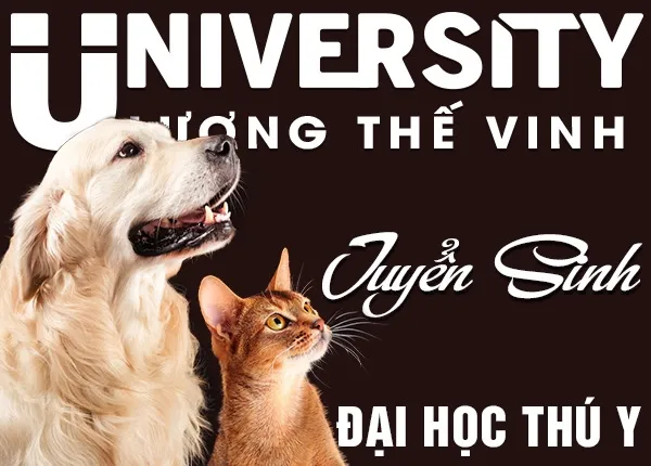 Mèo Anh lông ngắn màu xám xanh quý phái đang nằm thư giãn