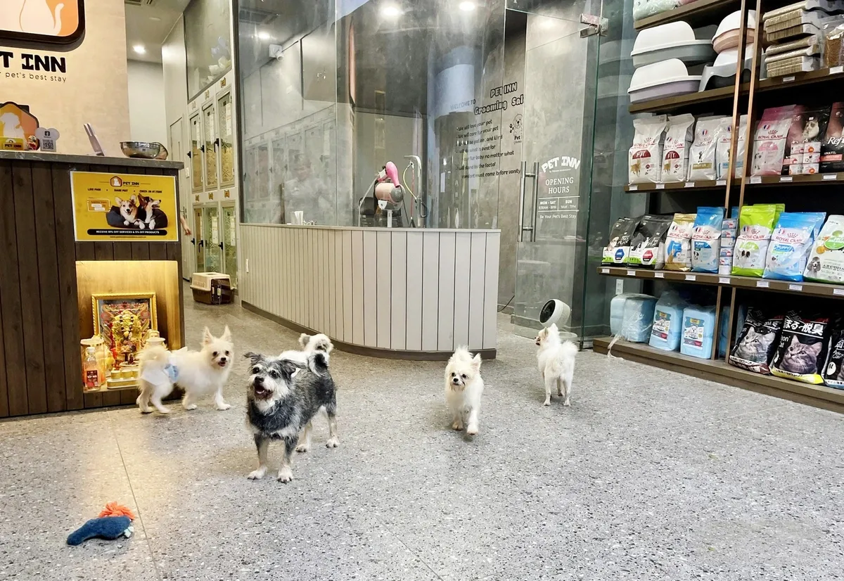 Nhân viên y tế thực hiện kiểm tra sức khỏe và tiêm chủng cho chó mèo tại cơ sở lưu trú tạm thời