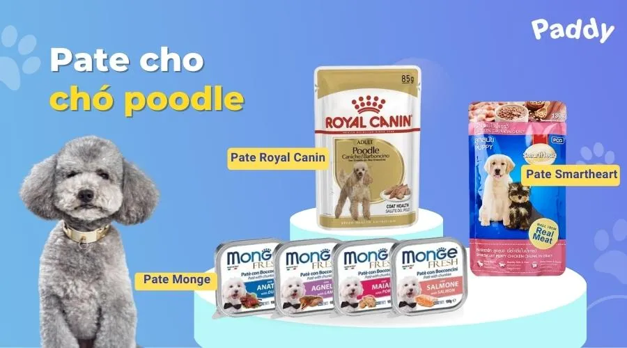 Pate và thực phẩm bổ sung tăng hương vị cho bữa ăn của Poodle