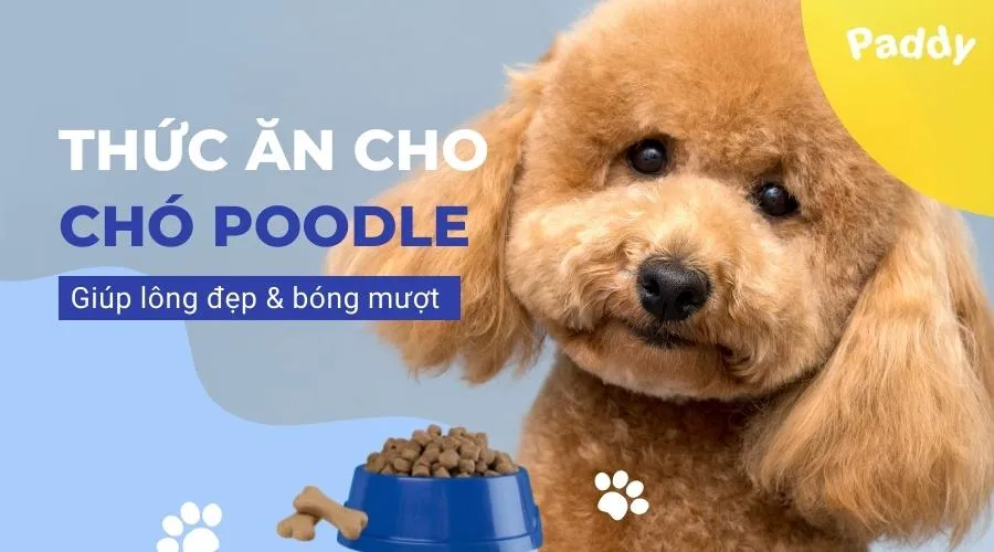 Hạt thức ăn cho chó Poodle chất lượng cao giúp lông bóng mượt
