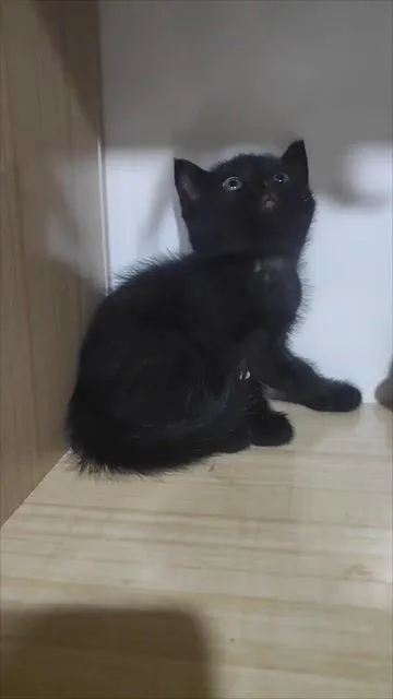 Mèo ALN silver tabby cái 2 tháng