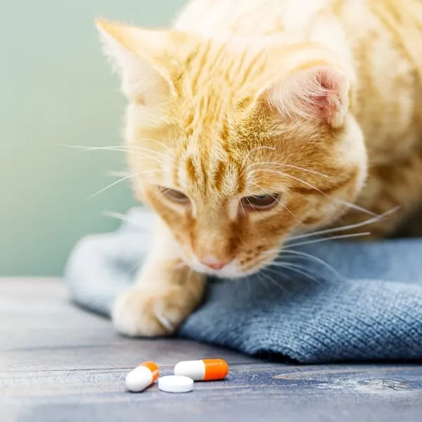 Thuốc tẩy giun Sanpet cho chó mèo