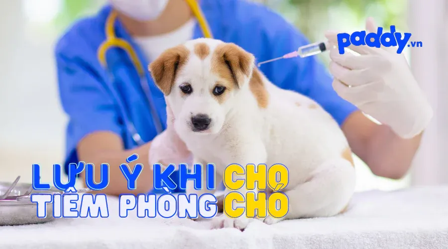 Bác sĩ thú y đang thực hiện thao tác tiêm vắc xin dưới da một cách nhẹ nhàng để giảm thiểu cảm giác đau cho chó con
