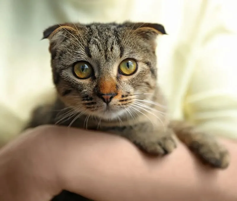 Bệnh dại ở mèo - 3