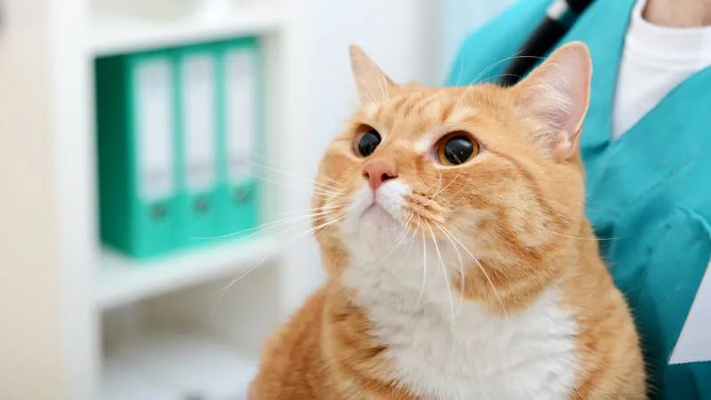 Bệnh dại ở mèo - 4