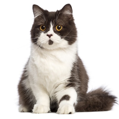 Tính Cách Của Mèo Anh Lông Dài