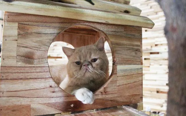 Boss mèo tại Tokyo Pet Center