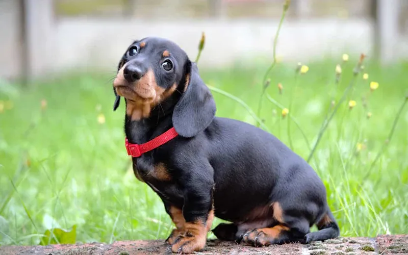 ChÃ³ Dachshund