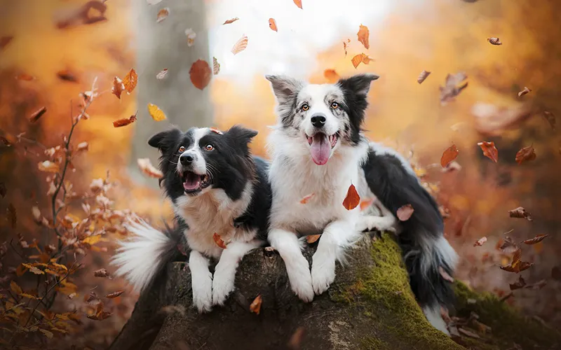 ChÃ³ Border Collie