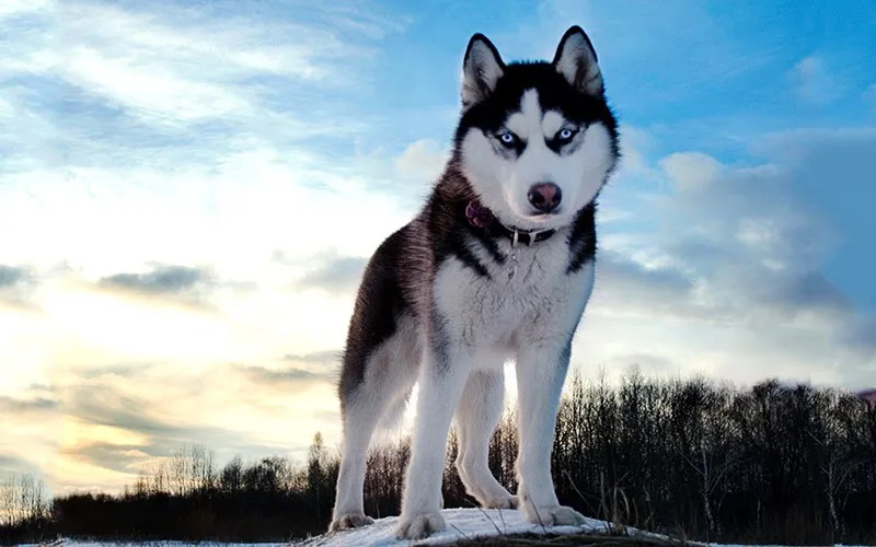 ChÃ³ Husky