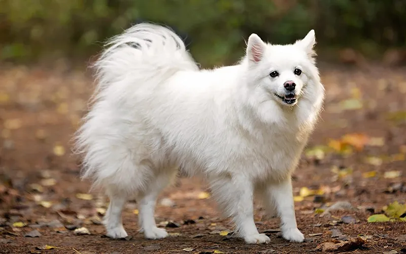 ChoÌ American Eskimo