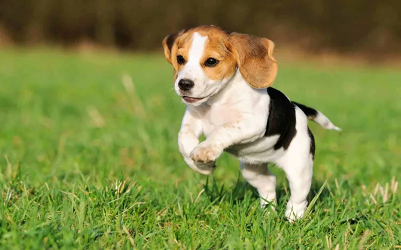 ChÃ³ Beagle
