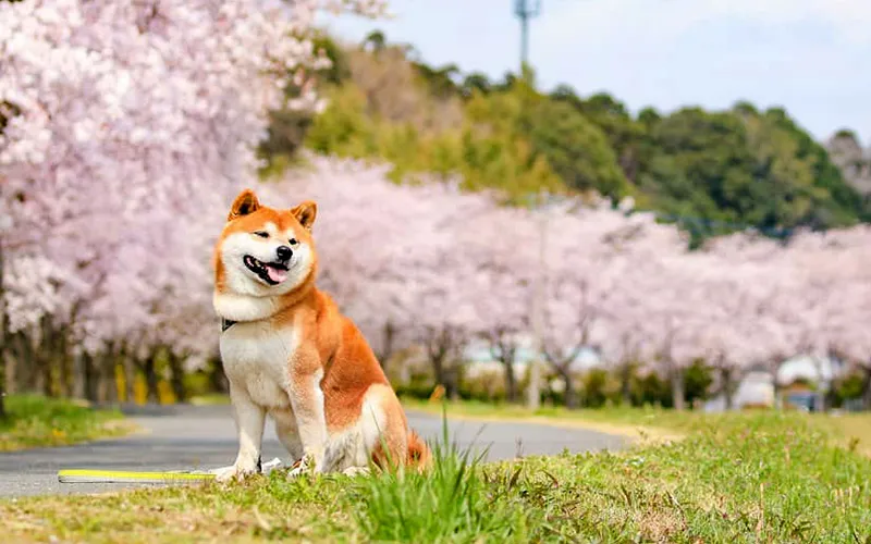 ChÃ³ Shiba Inu