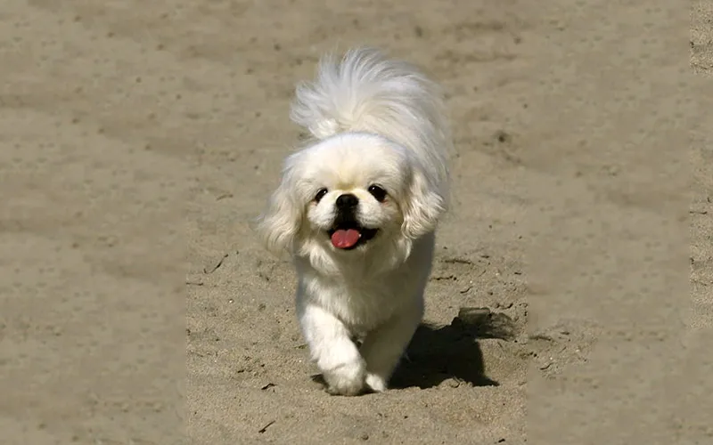 ChÃ³ Báº¯c Kinh