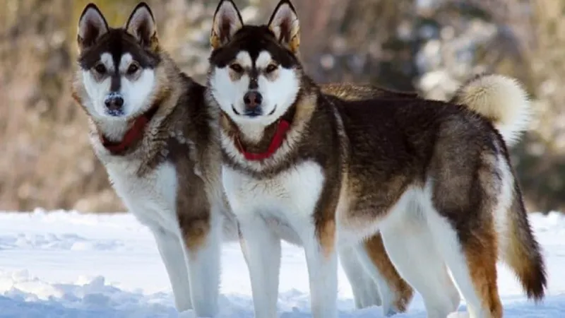Chó Alaska
