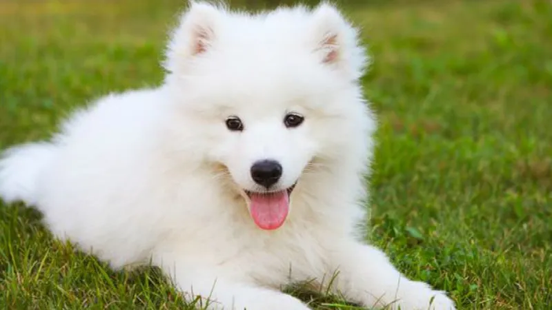 Chó Samoyed