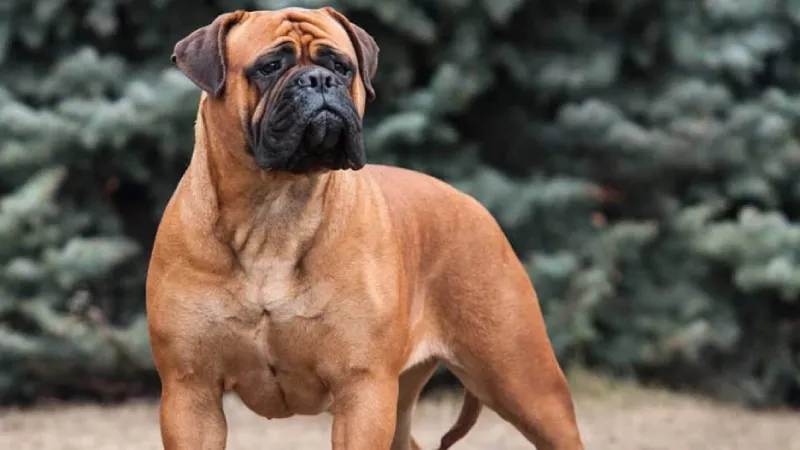 Chó Bullmastiff với gương mặt vuông vức đặc trưng