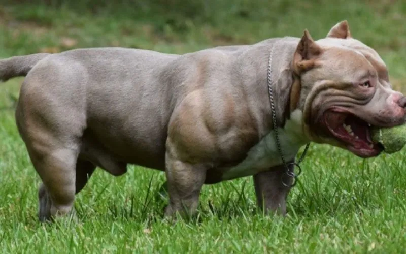 Chó Pitbull với thân hình cơ bắp vạm vỡ