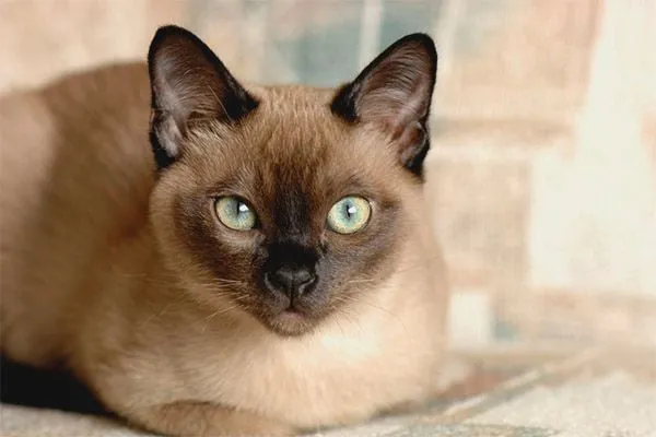 Mèo Tonkinese