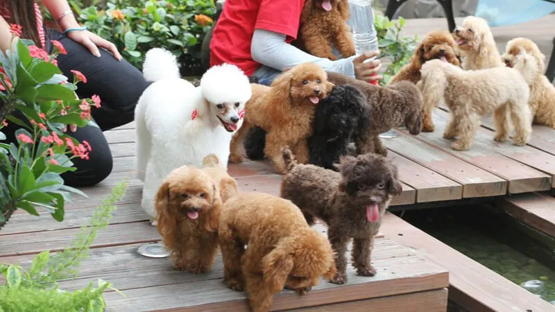 Chó Poodle với bộ lông xoăn đặc trưng