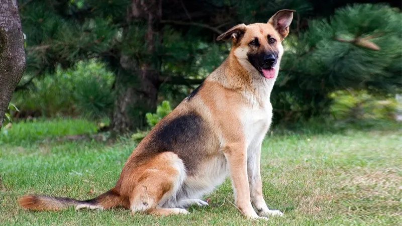 Chó chăn cừu Đức còn gọi là chó Alsace