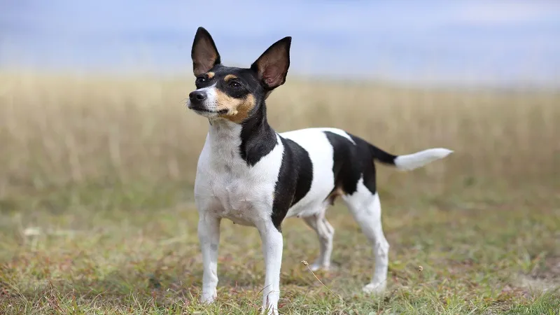 Toy Fox Terrier