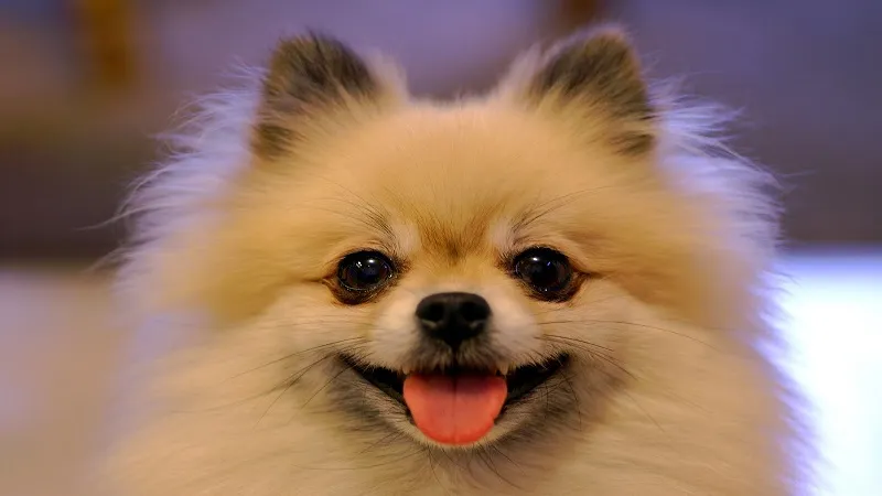 Pomeranian