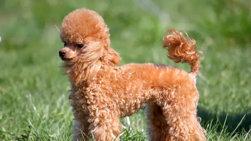 Toy Poodle