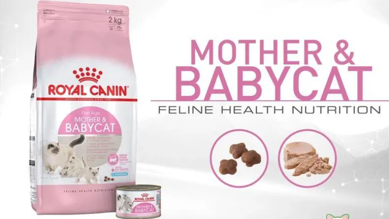 Thức ăn Royal Canin Kitten