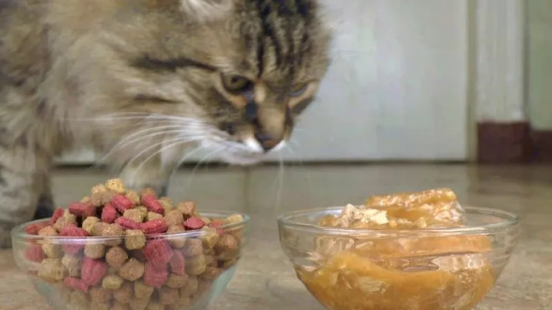 Một số lưu ý cần nhớ khi mua thức ăn cho mèo