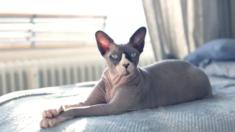 Mèo Sphynx không lông