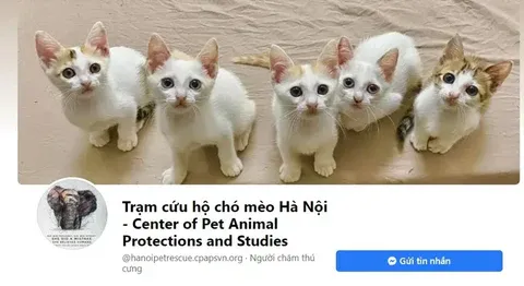 tram-cuu-ho-cho-meo-ha-noi