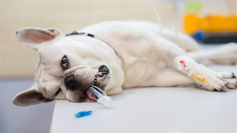 Triệt sản giúp chó cái sống khỏe mạnh và lâu hơn