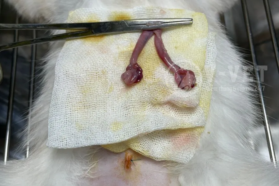 Bác sĩ thú y thực hiện thao tác phẫu thuật nội khoa cho mèo cái trong điều kiện vô trùng nghiêm ngặt