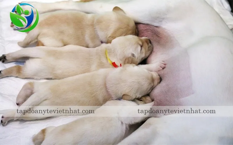 triệt sản hạn chế lượng chó vô gia cư