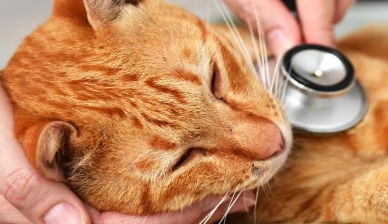 Những lưu ý trước khi triệt sản mèo cái