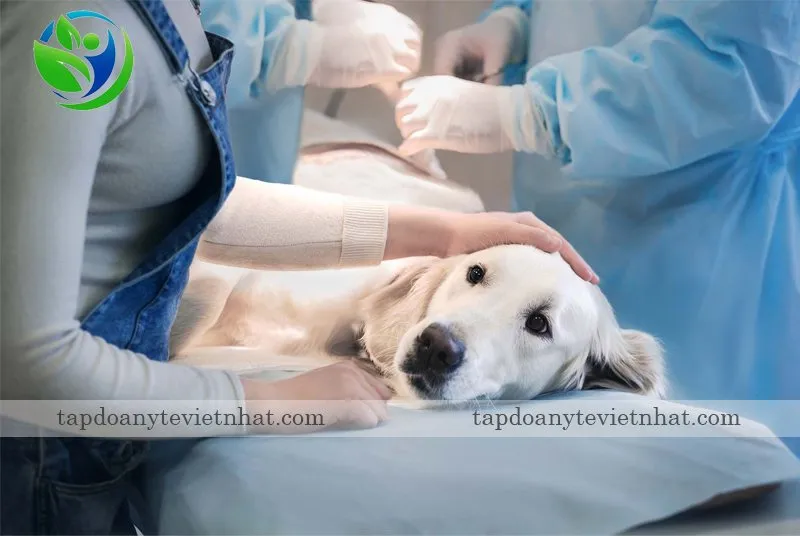 triệt sản ở chó giúp giảm nguy cơ mặc bệnh hiểm nghèo